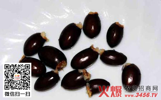 荔枝核的功效与作用