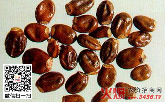 荔枝核的功效与作用