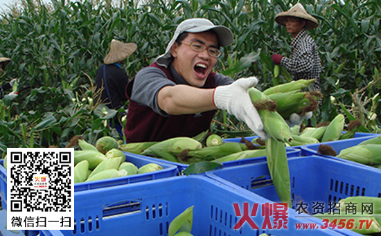 菜用玉米的栽培要点