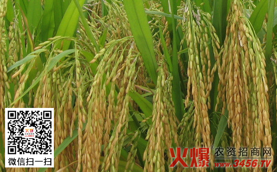 如何提高水稻种子发芽率