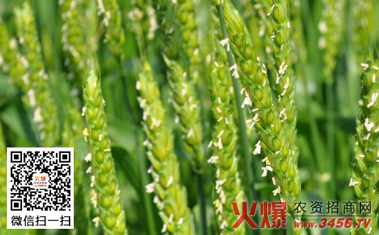 小麦不同生育阶段需肥规律