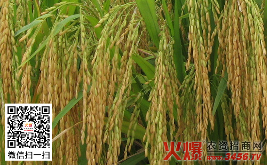 水稻缺锌症状及施肥技术