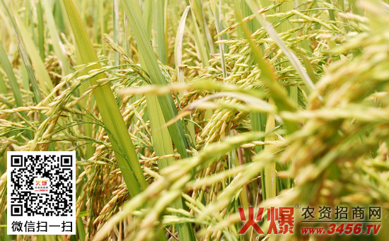 水稻缺锌症状及施肥技术