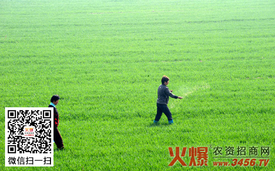 小麦生育后期如何根外追肥