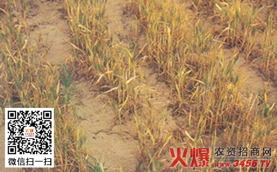 小麦湿害防治方法