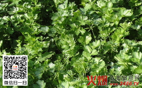 越冬芹菜的种植方法