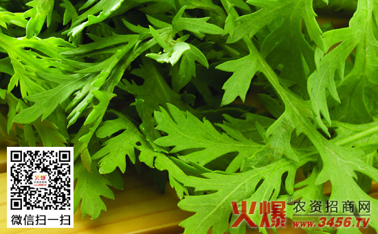 越冬芹菜的种植方法