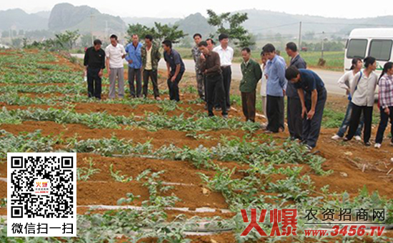 西瓜套种花生高产栽培技术
