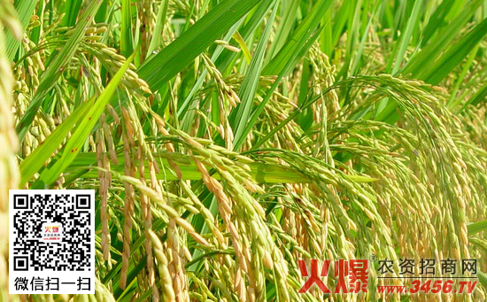水稻灌水技术