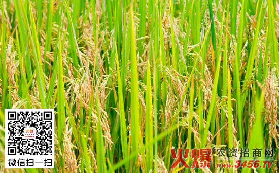 水稻灌水技术