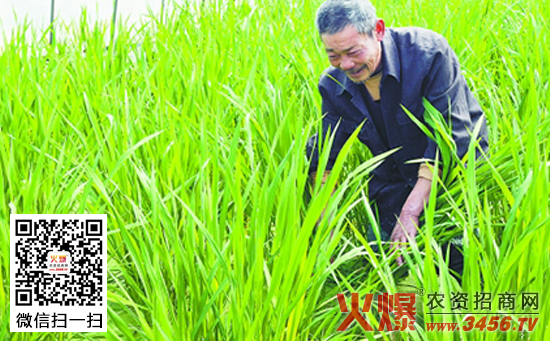 茭白高产的水肥管理
