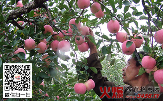 苹果雨季如何防治褐斑病