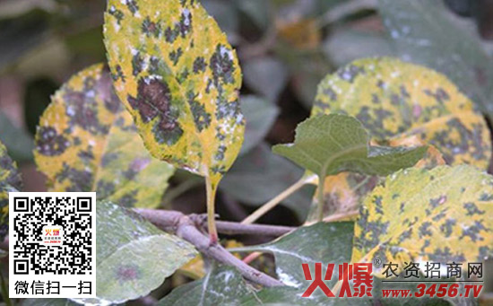 苹果雨季如何防治褐斑病