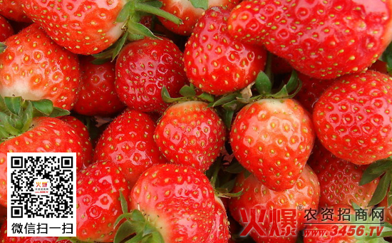 有机草莓苗定植方法