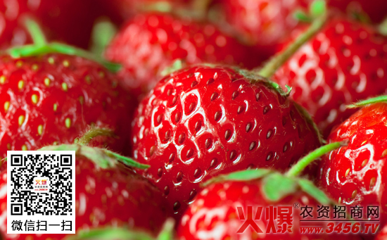 有机草莓苗定植方法