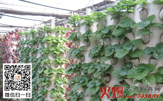 木耳菜施肥技术
