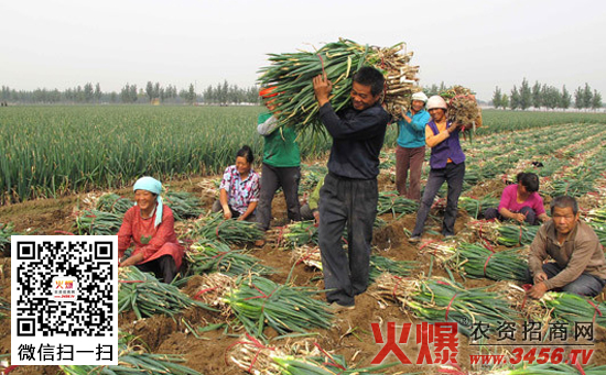 大葱收获最佳时间