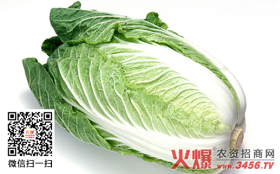 大白菜定植方法