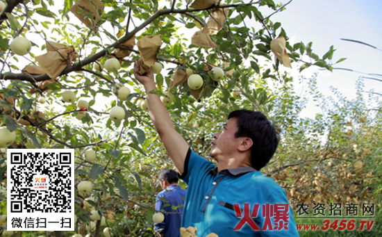 嘎拉苹果摘袋后返绿的原因及防治措施