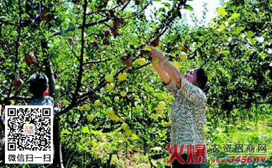 嘎拉苹果摘袋后返绿的原因及防治措施