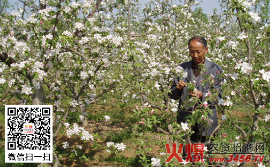 苹果疏花疏果技术