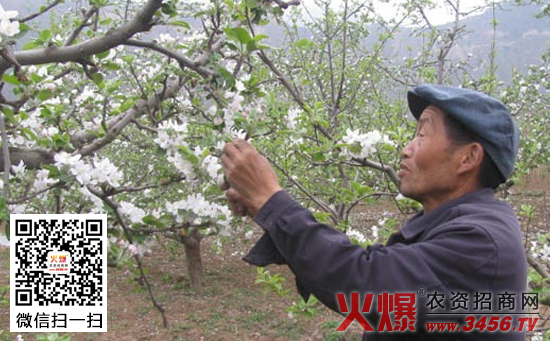 苹果疏花疏果技术