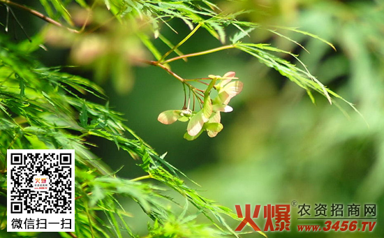 花卉果树禁用农药