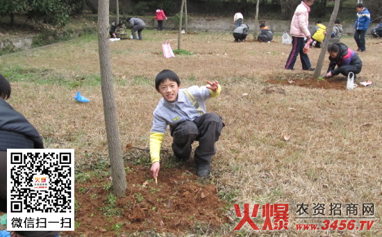 银杏施肥技术