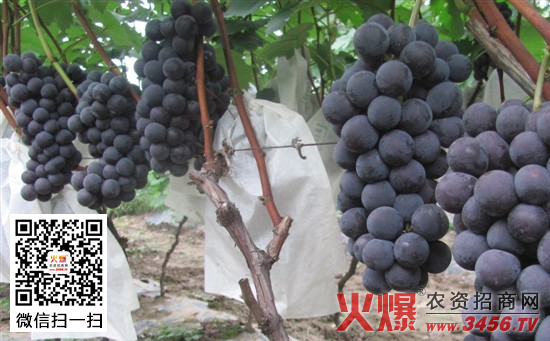 葡萄雨季管理技术