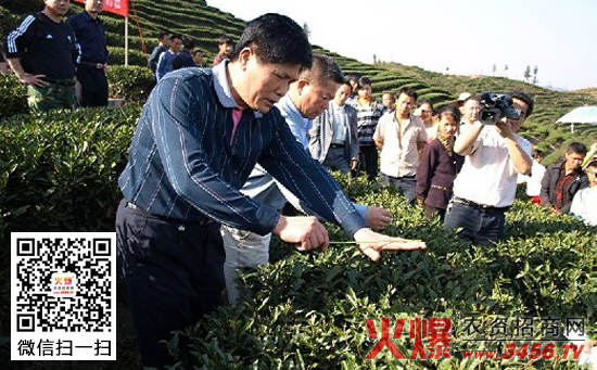 有机茶的种植技术