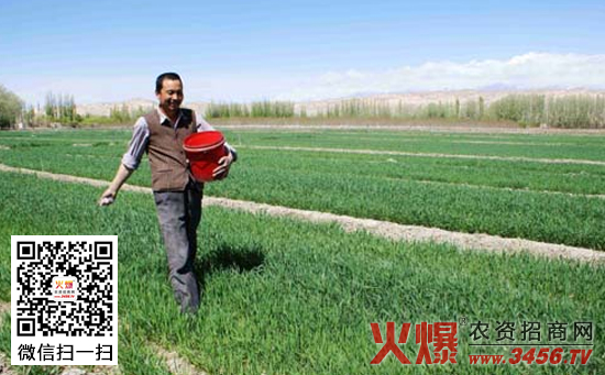 冬小麦需肥特点与施肥原则