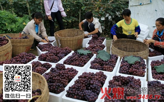 葡萄增加甜度方法