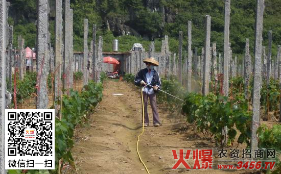 葡萄叶面肥喷施技术