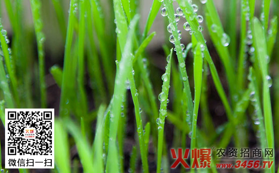 冬小麦管理技术