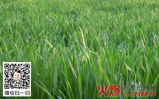 冬小麦管理技术