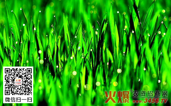 冬小麦管理技术