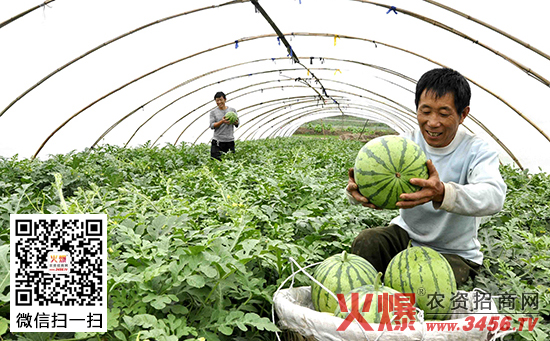 提高大鹏西瓜品质的方法