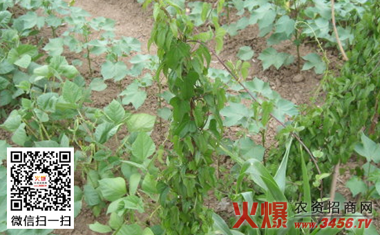 棉花套种小绿豆栽培方法