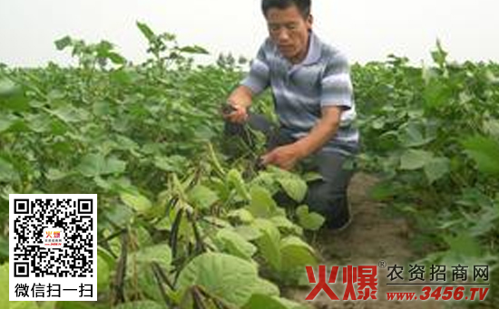 棉花套种小绿豆栽培方法