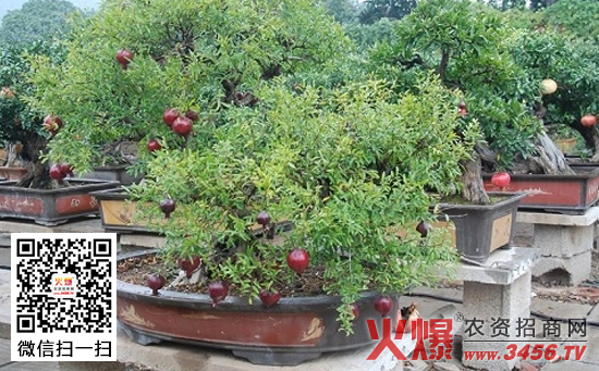 盆栽石榴的管理技术
