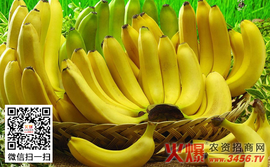 香蕉的繁殖方法