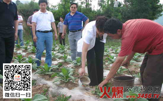 蔬菜灌根技术