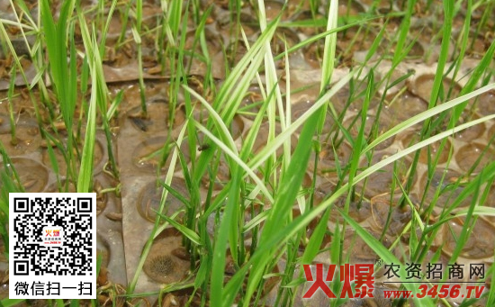 水稻秧苗白化病的原因及防治措施