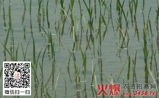 水稻秧苗白化病的原因及防治措施