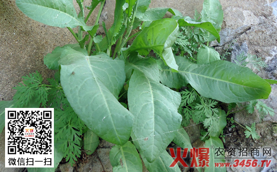 四季野菜种植方法