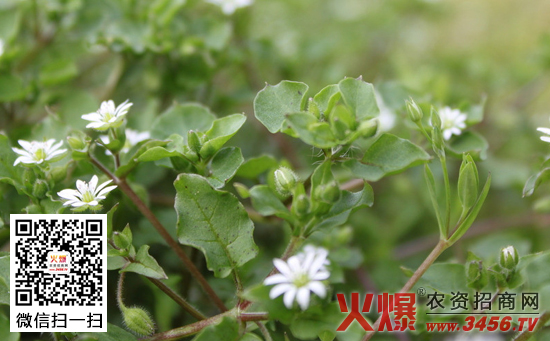 四季野菜种植方法