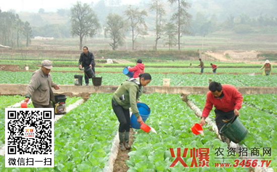 春油菜施肥方法