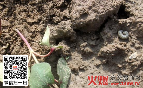 棉花苗期地老虎防治方法