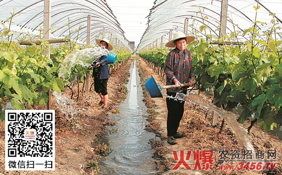 葡萄浇水方法