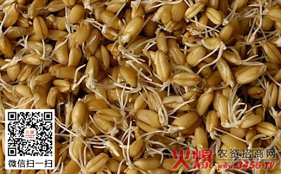 小麦发芽率的测试方法